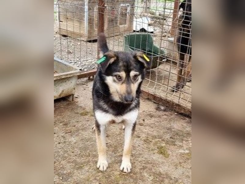♥MARLEY♥ süßer, anhänglicher, lieber Junghund voller Vertrauen 49 cm