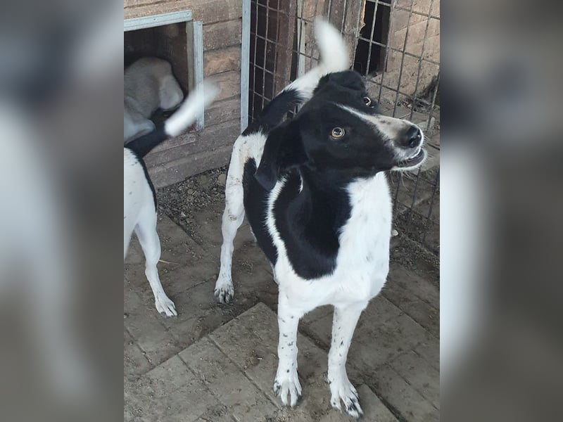 ♥SANCHO♥ wunderbarer, hübscher, anhänglicher, sensibler Jungrüde 48 cm