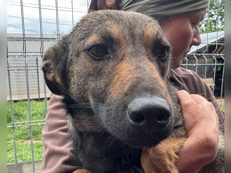 ♥MARCO♥ süßer, ganz lieber und menschenbezogener Rüde mit sanftem Charakter 46 cm