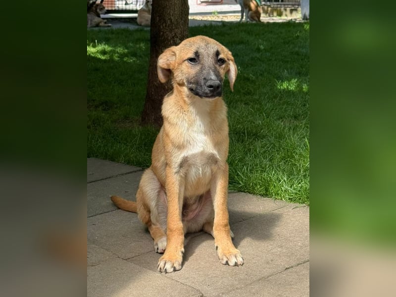 ♥HAGRID♥ neu auf Pflegestelle bei Köln - wunderschöner, verspielter Welpe 45 cm (wachsend)