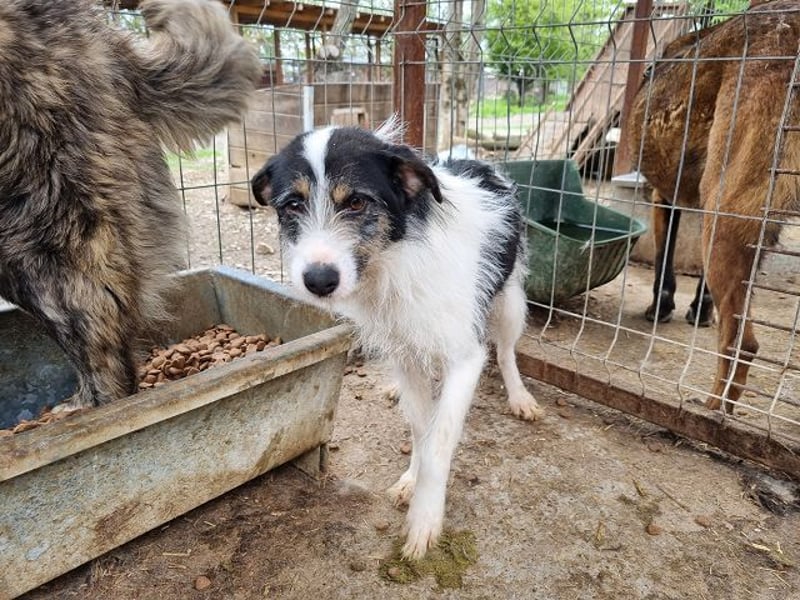 ♥FLORENCE♥ ab 9. Mai auf Pflegestelle bei Köln - bezaubernde, anfangs noch vorsichtige Hündin 48cm