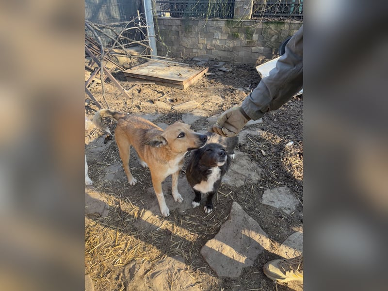 ⭐️Kimba⭐️, vorwitzige Hündin, 3,5 Jahre, 45 cm, Mischling, Tierschutz Rumänien