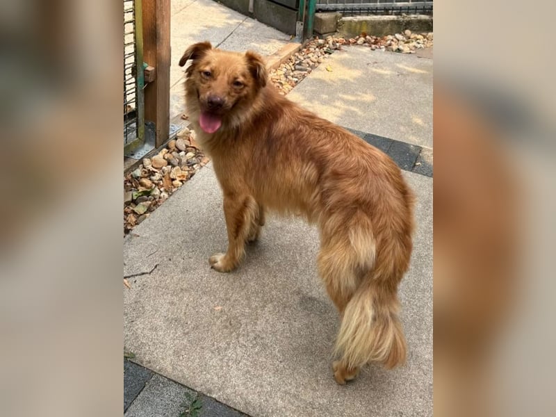 ♥MANOLO♥ neu auf Pflegestelle bei Köln - süßer, knuffiger, aufgeweckter Junghund 44 cm