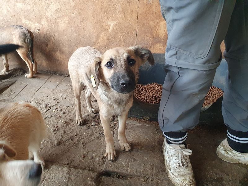 ♥LUKE♥ neu auf Pflegestelle bei Köln - süßer, charmanter, hübscher Bub 43cm (wachsend)