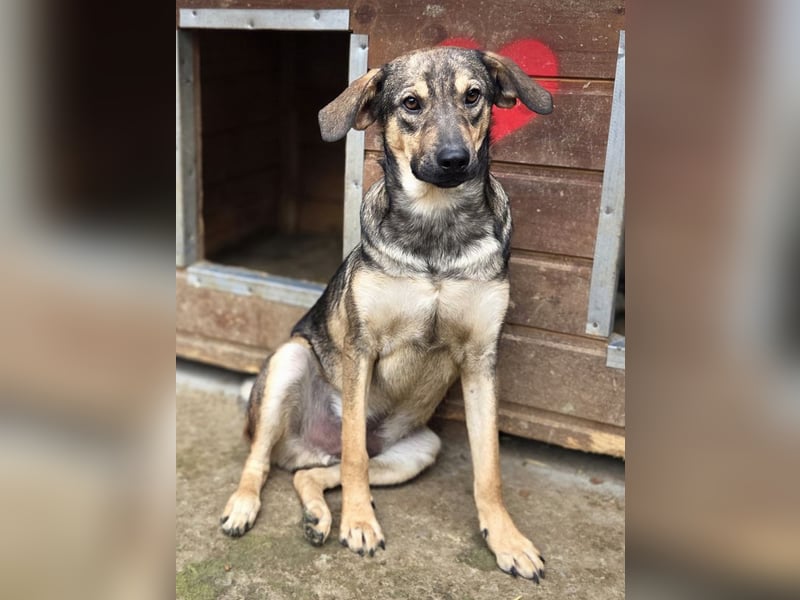 ♥RIO♥ verschmuster, ruhiger, liebevoller und verspielter Jungspund 50 cm