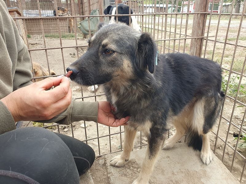 ♥PEARL♥ wunderschöne, liebe, noch unsichere Hündin mit einem Steh- und einem Knickohr 48 cm