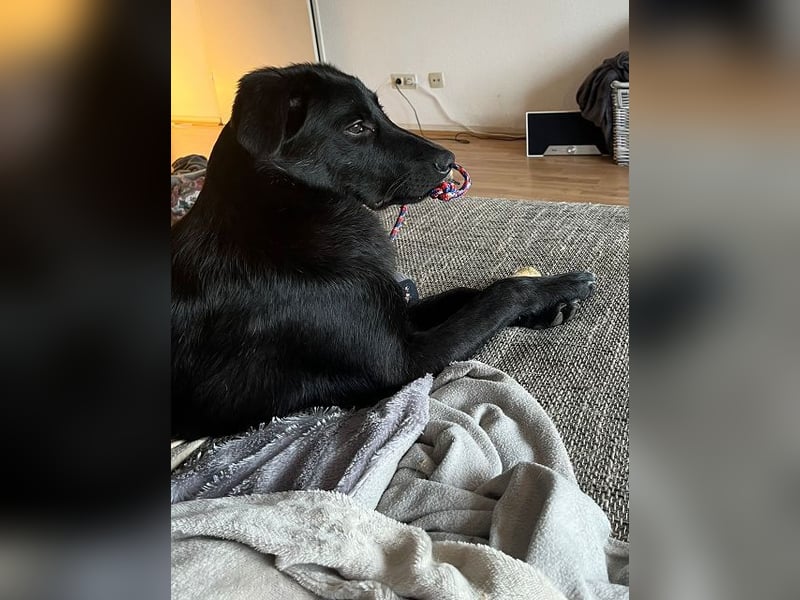 ♥CHICO♥ auf Pflegestelle in Köln - zuckersüßer, verschmuster, sanfter Junior 49 cm