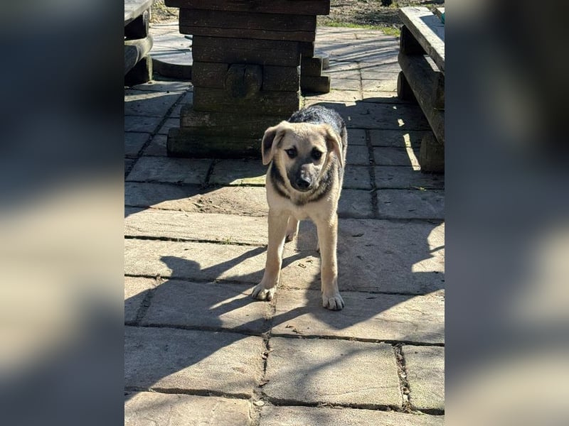 ♥DINA♥ auf Pflegestelle bei Köln-hübsches, liebes, verspieltes Welpenmädchen 42cm