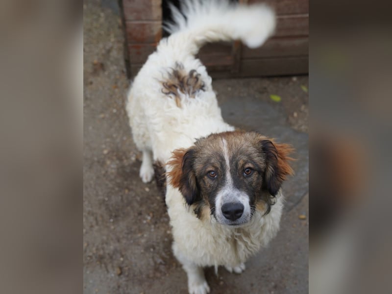 ⭐GRAVE⭐, verträumter Hütehund-Mix, 11 Monate, 47 cm, Tierschutz Rumänien