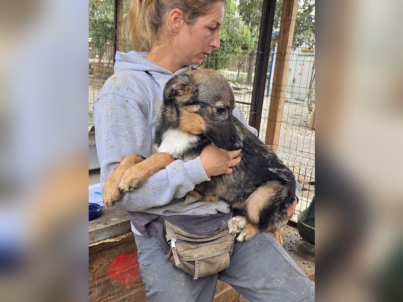 ♥CARINO♥ ganz süßer, lieber, nicht aufdringlicher und ruhiger Junior 48 cm