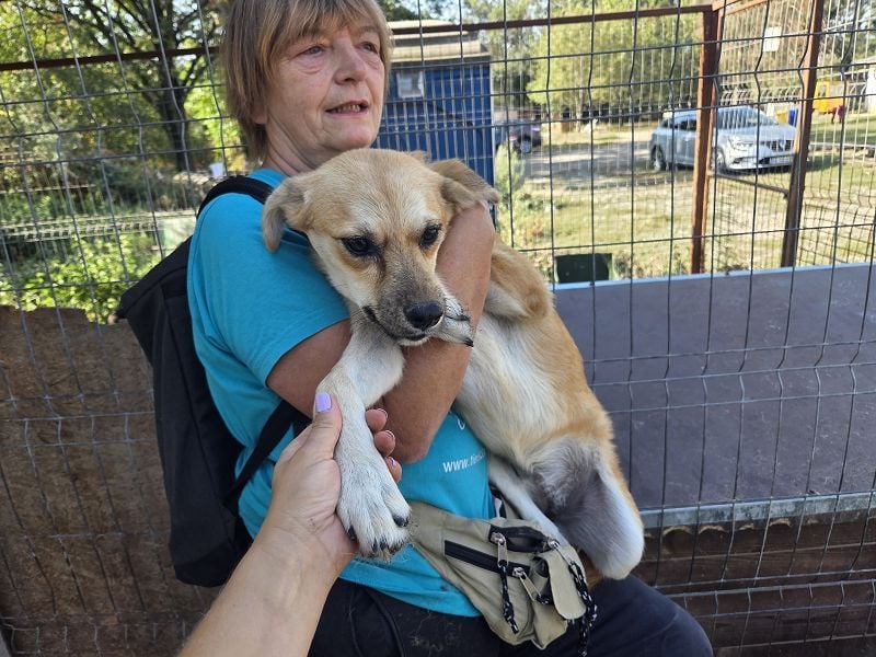 ♥CORA♥ elegante, ruhige, feinsinnige Hündin, die in sich ruht 45 cm