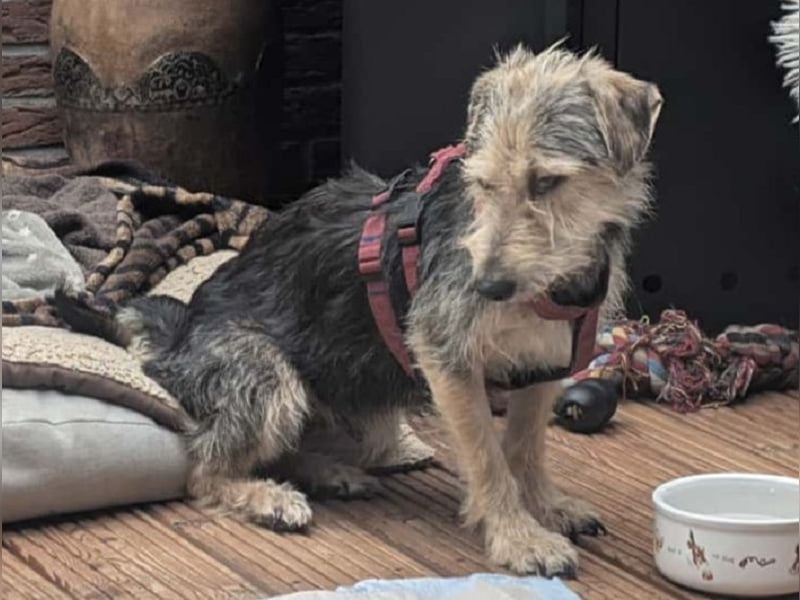 ♥COCO♥ auf Pflegestelle bei Köln - zuckersüße, ganz liebe kleinere Hündin - hat Epilepsie 43 cm