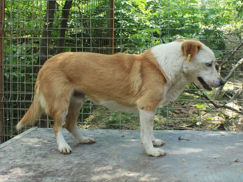 ♥ALAN♥ hübscher, offener, liebe Seele von Hund 45 cm