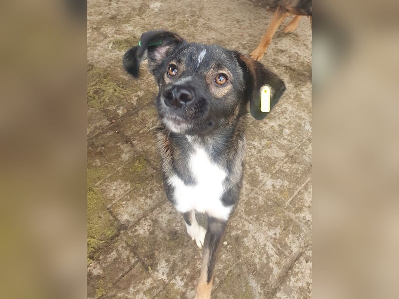 ♥HEIKO♥ zarter, ganz verschmuster und menschenbezogener Jungrüde 49 cm