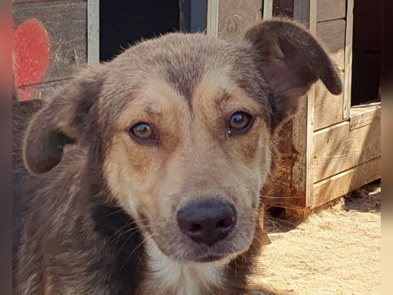 ♥CODY♥ wunderschöner tricolor-farbener, anhänglicher, sportlicher Rüde 45 cm