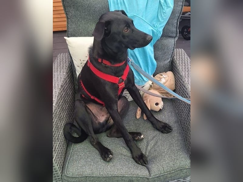 ♥SHADOW♥ auf Pflegestelle bei Duisburg - süßer, verschmuster und verspielter Junior 49cm