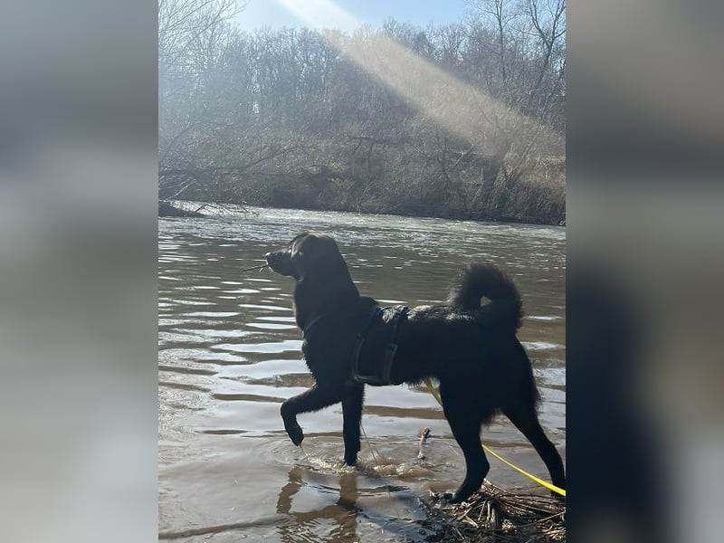 ♥CHICO♥ auf Pflegestelle in Köln - zuckersüßer, verschmuster, sanfter Junior 49 cm