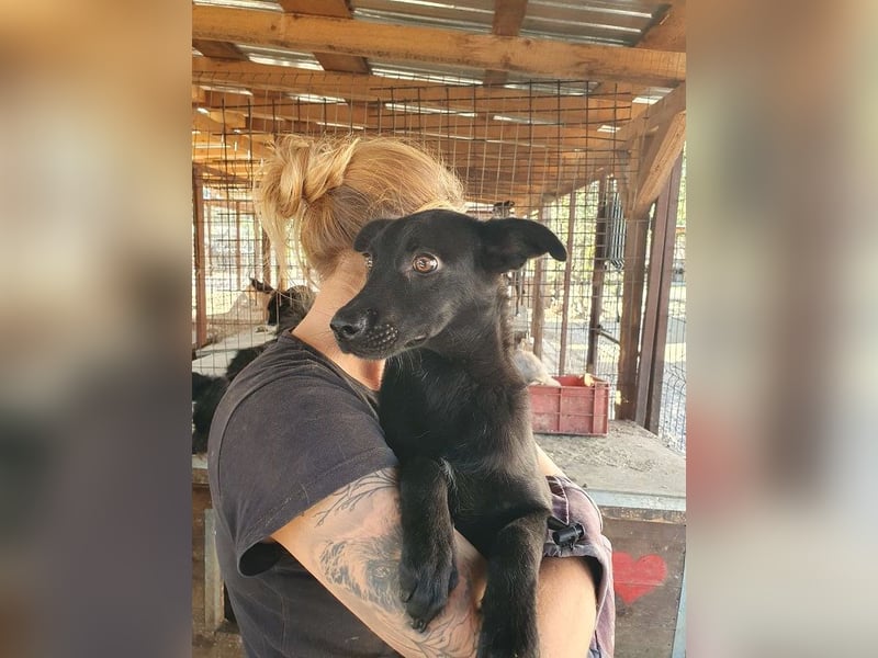 ♥BLACKY♥ wunderschöne, sanfte, sensible Seele, die schon so erschöpft ist 41 cm