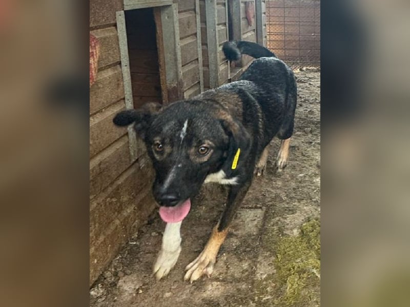 ♥HEIKO♥ zarter, ganz verschmuster und menschenbezogener Jungrüde 49 cm