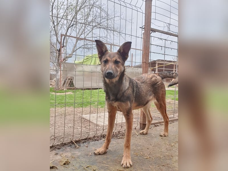 ♥DANA♥ sehr zutrauliche, aktive, schlanke Junghündin, die sich sehr nach Zuneigung sehnt 48 cm