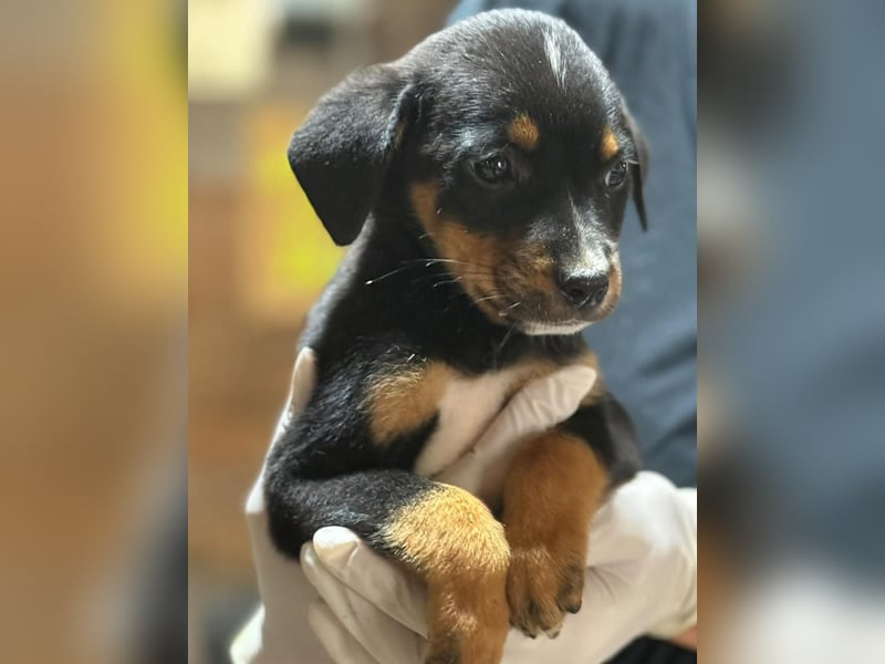 ⭐️Mokka ⭐️, sanfter Welpe, Rüde, 3 Monate, 20 cm (im Wachstum), Mischling, Tierschutz Rumänien