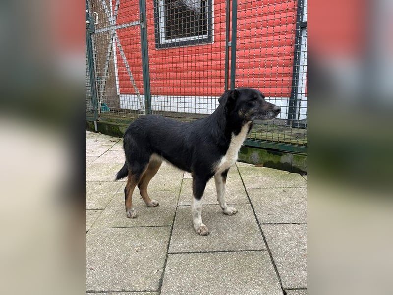 ♥MIMI♥ neu auf Pflegestelle bei Köln - sehr liebe, sanfte, ruhige und verschmuste Hündin 49 cm