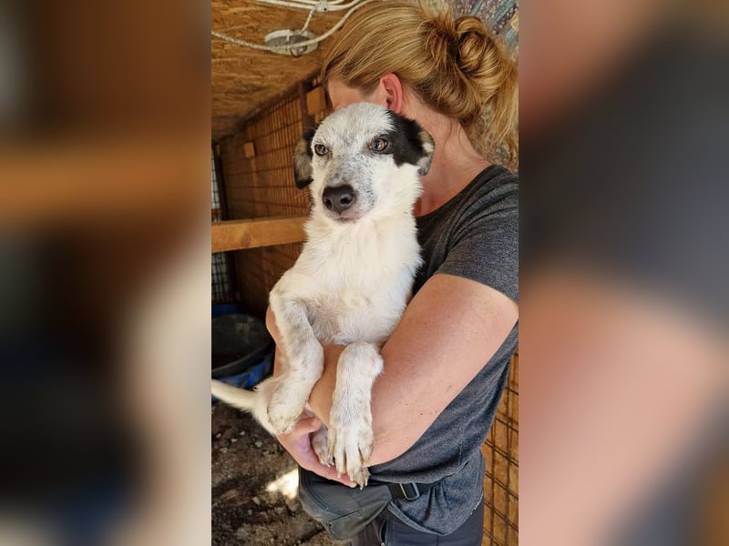 ♥KOBOLD♥ hübscher, sehr lieber Rüde 45 cm - wer schenkt ihm ein Zuhause?