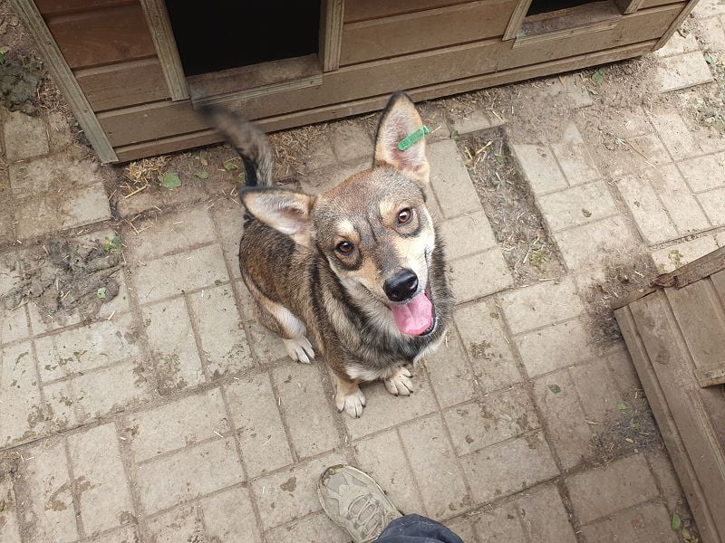 ♥NASIRA♥ fröhliche, verschmuste und aufgeschlossene Hundedame 50 cm