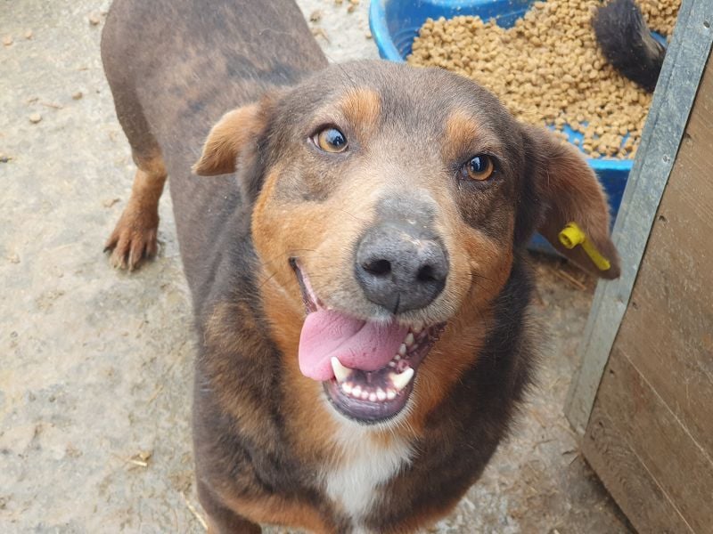 ♥IVO♥ kleiner, dackelähnlicher, sehr menschenbezogener und verschmuster Freund für's Leben 42 cm