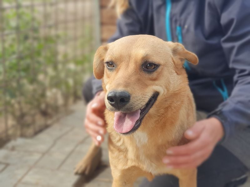 ♥PAULA♥ hübsche, sehr liebe, noch etwas zurückhaltende Zuckerschnute 46 cm