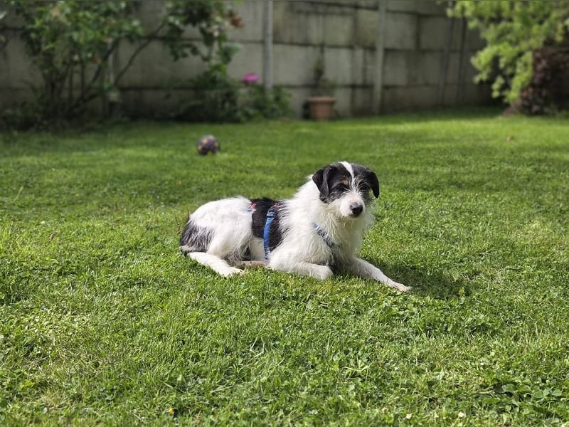 ♥FLORENCE♥ neu auf Pflegestelle in Köln - bezaubernde, anfangs noch vorsichtige Hündin 47 cm