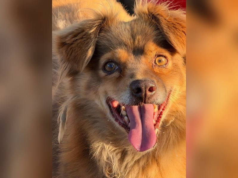 NOTFALL ♥BRUNO♥ hübscher, ruhiger, ganz lieber Hundeopi, der eine Familie hatte 43cm