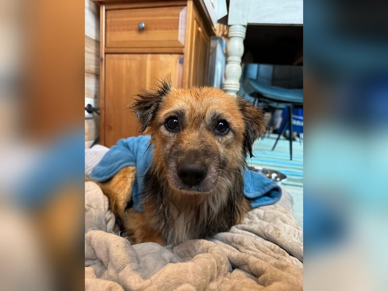 ♥DIDRIK♥ neu auf Pflegestelle bei Köln - süßer, lieber, dankbarer, blinder Purzel 45 cm