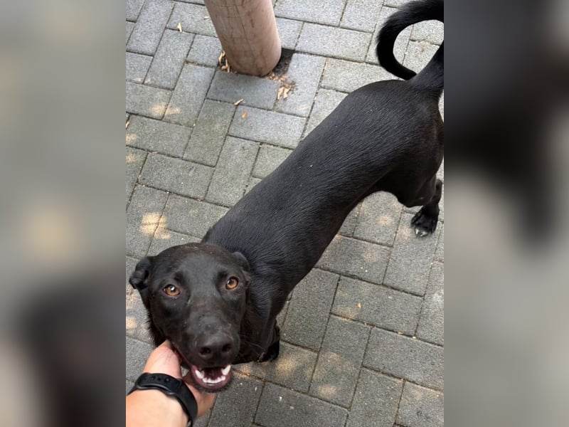 ♥SHADOW♥ auf Pflegestelle bei Duisburg - süßer, verschmuster und verspielter Junior 49cm