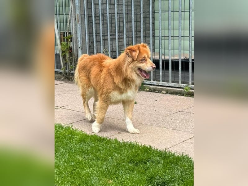 ♥BENNY♥ auf Pflegestelle bei Köln - süßer, ganz menschenbezogener Rüde 42cm