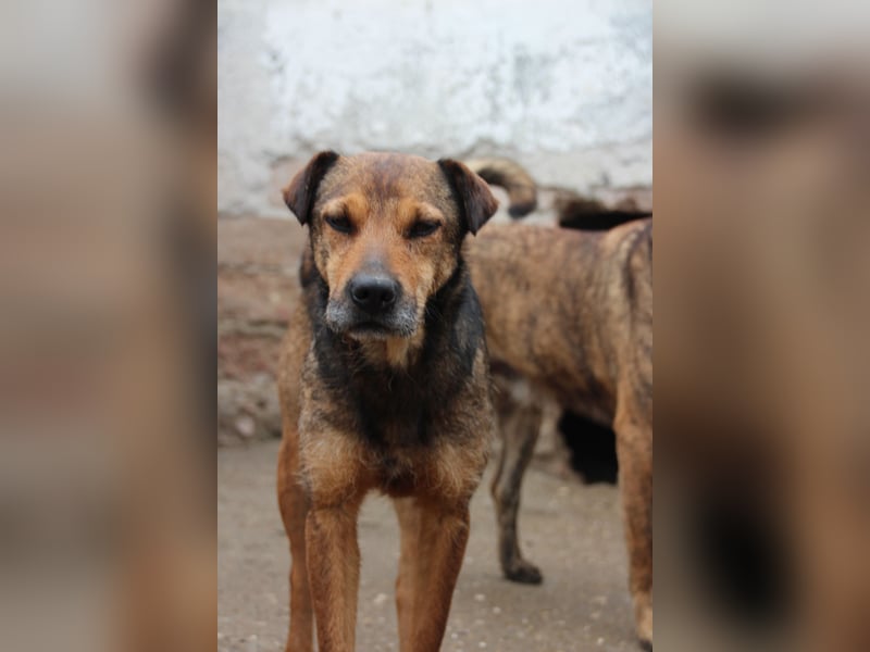 ⭐️ZITA⭐️, treue Seele, Hündin, 4 Jahre, 44 cm, Mischling, Tierschutz Rumänien