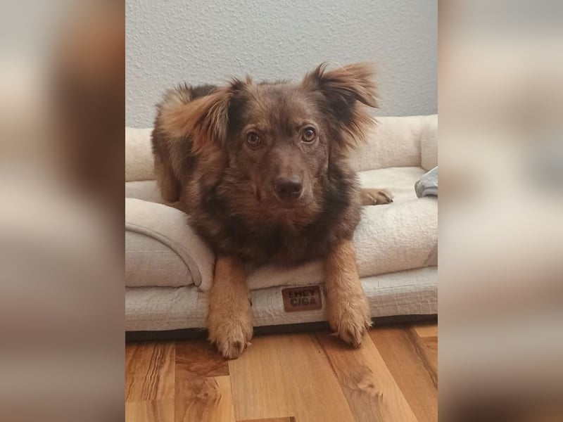 ♥BRUNJA♥ verliert ihr Zuhause bei Köln - ganz menschenbezogene, aktive Junghündin 45cm