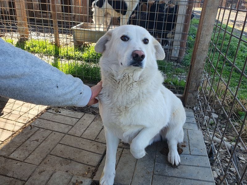 ♥JANOSCH♥ hübscher, sehr lieber, anfangs noch vorsichtiger Labrador-Mix-Rüde 48 cm