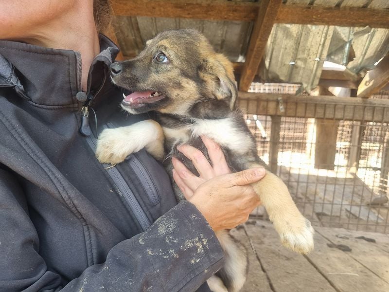 ♥ALISON♥ bezaubernde, verschmuste Junghündin voller Lebensfreude 49 cm