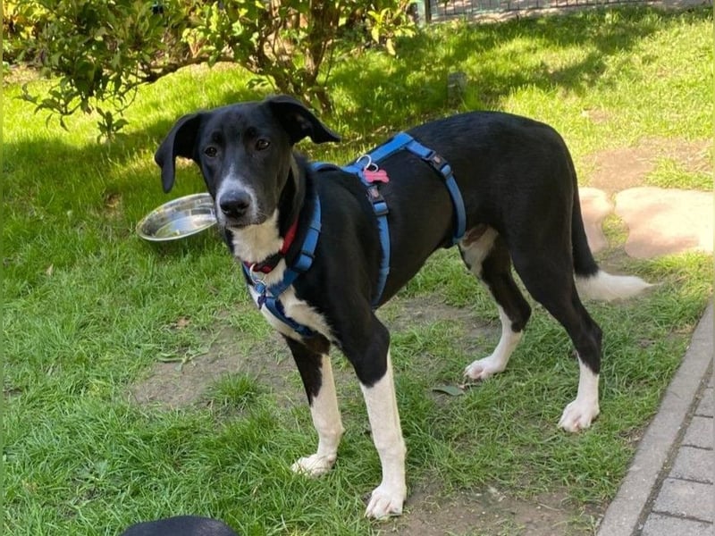 ♥ARNO♥ auf Pflegestelle bei Duisburg - bildhübscher, fröhlicher, verspielter Junior 48cm