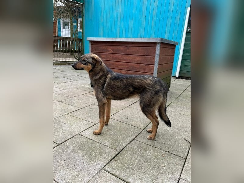 ♥FEE♥ auf Pflegestelle bei Köln - hübsche, ruhige, eher zurückhaltende, unkomplizierte Juniorin 49cm