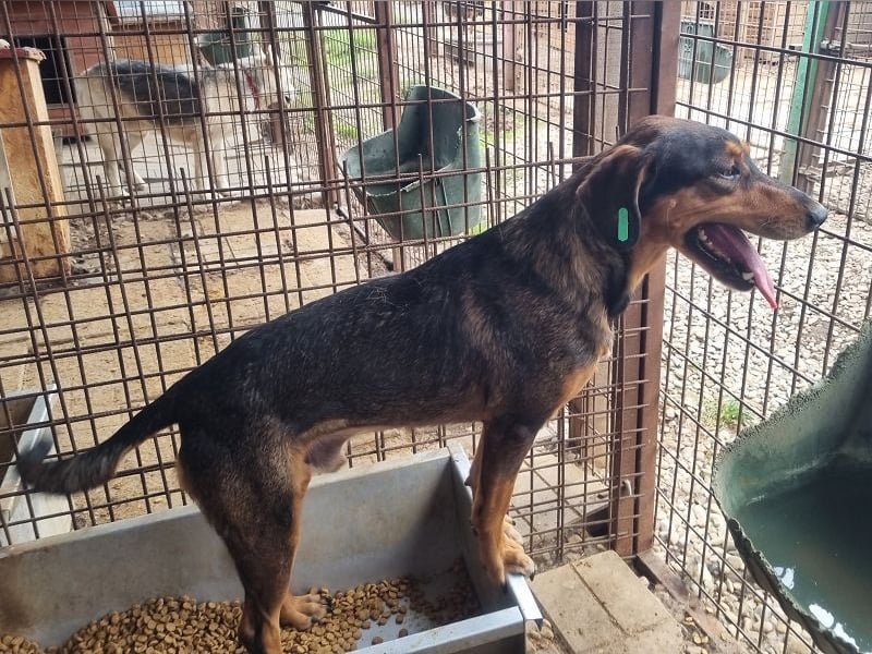 ♥GAROU♥ wunderschöner rotbraun-schwarzer, anhänglicher Rüde mit unglaublicher Lebensfreude 50 cm