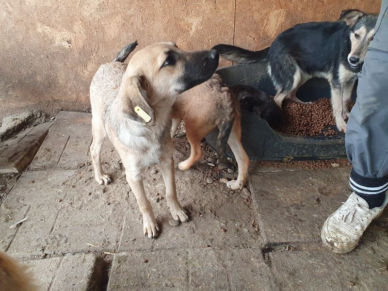 ♥LUKE♥ neu auf Pflegestelle bei Köln - süßer, charmanter, hübscher Bub 43cm (wachsend)