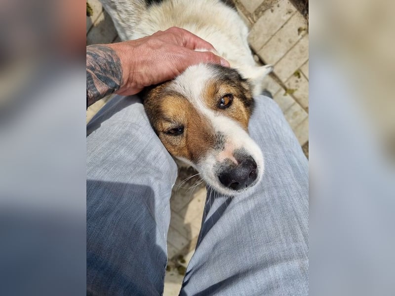 ♥PEPPINO♥ ganz verschmuster und menschenbezogener Rüde mit einer besonderen Fellzeichnung 50 cm