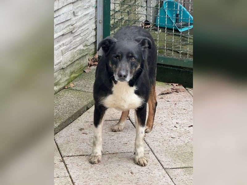 ♥MIMI♥ neu auf Pflegestelle bei Köln - sehr liebe, sanfte, ruhige und verschmuste Hündin 49 cm