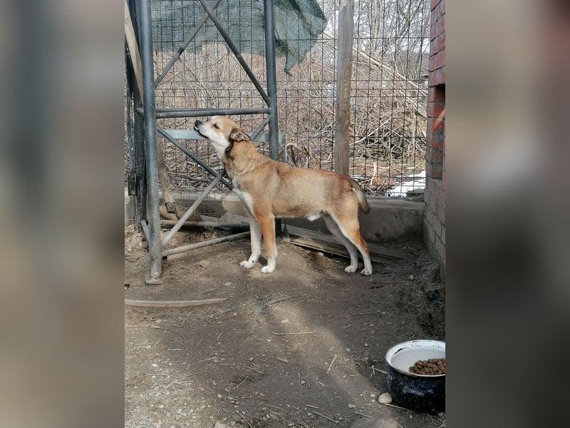 ⭐️KODA⭐️, vorsichtiger Rüde, 4,5 Jahre, 45 cm, Mischling, Tierschutz Rumänien