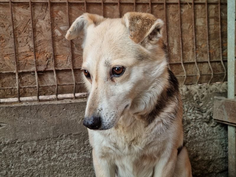 ♥JELKA♥ zuckersüße, sensible, noch unsichere Hündin 46 cm