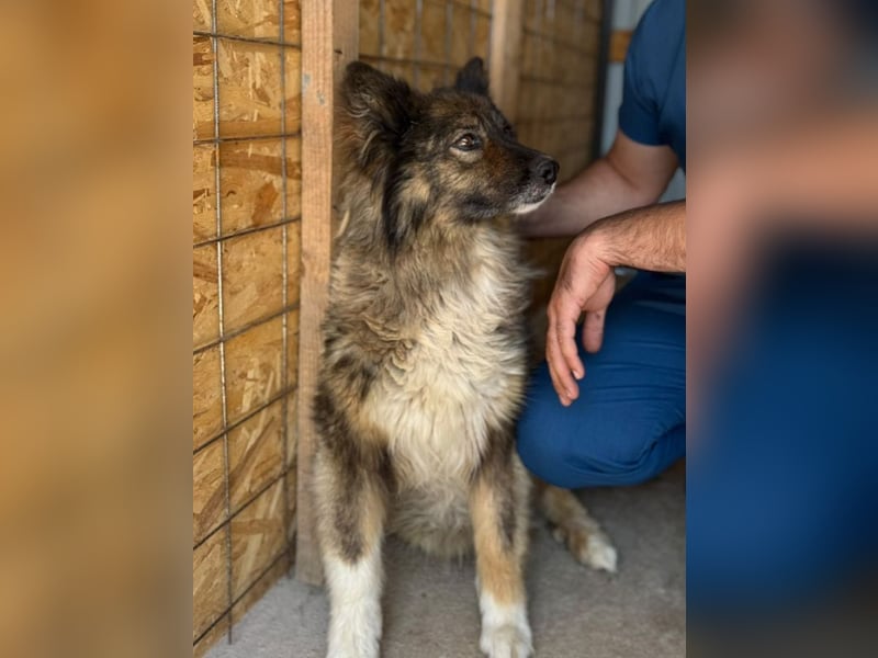♥LEO♥ ab 29. Aug auf Pflegestelle bei Köln-wunderschöner, lieber,ruhiger, aufgeschlossener Rüde 49cm