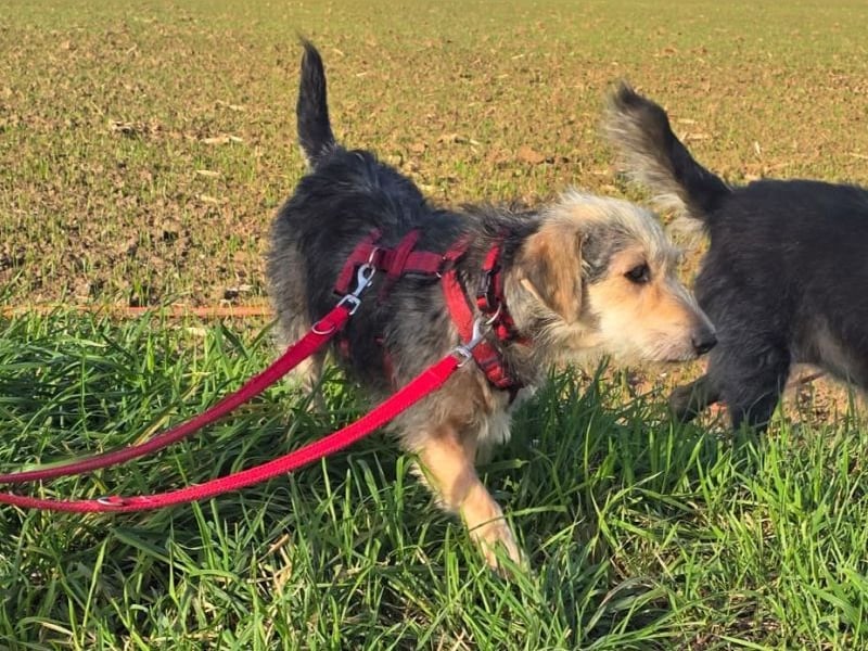 ♥COCO♥ auf Pflegestelle bei Köln - zuckersüße, ganz liebe kleinere Hündin - hat Epilepsie 43 cm