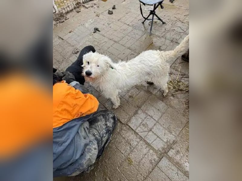 ♥KOKOS♥ süßer, ganz lieber und verschmuster Junghund, der ganz neu im Tierheim gelandet ist 40-45 cm